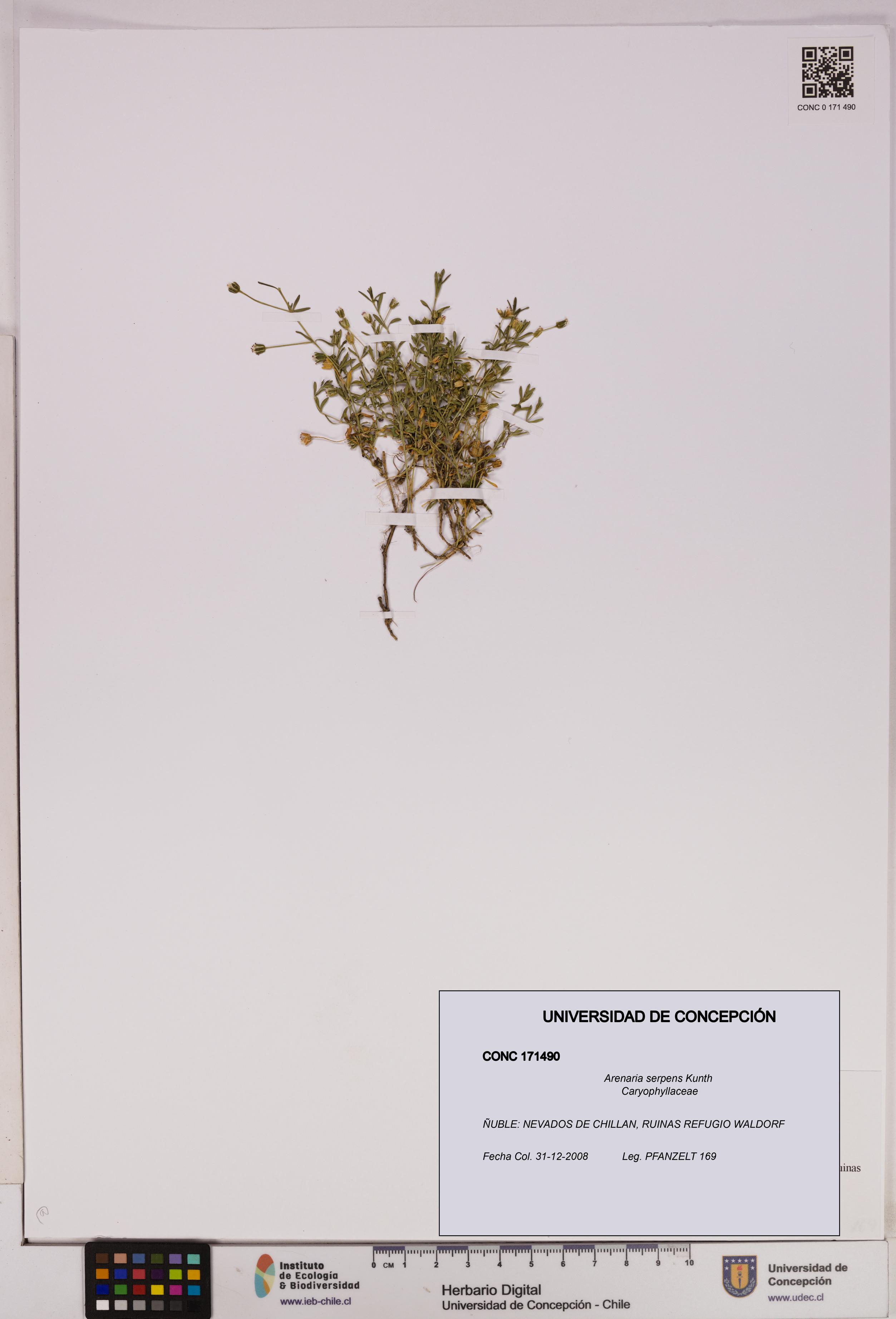 Arenaria serpens [Espécimen: UDEC:CONC:0171490]