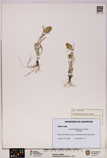 Gamochaeta falcata [Espécimen: UDEC:CONC:0171495]