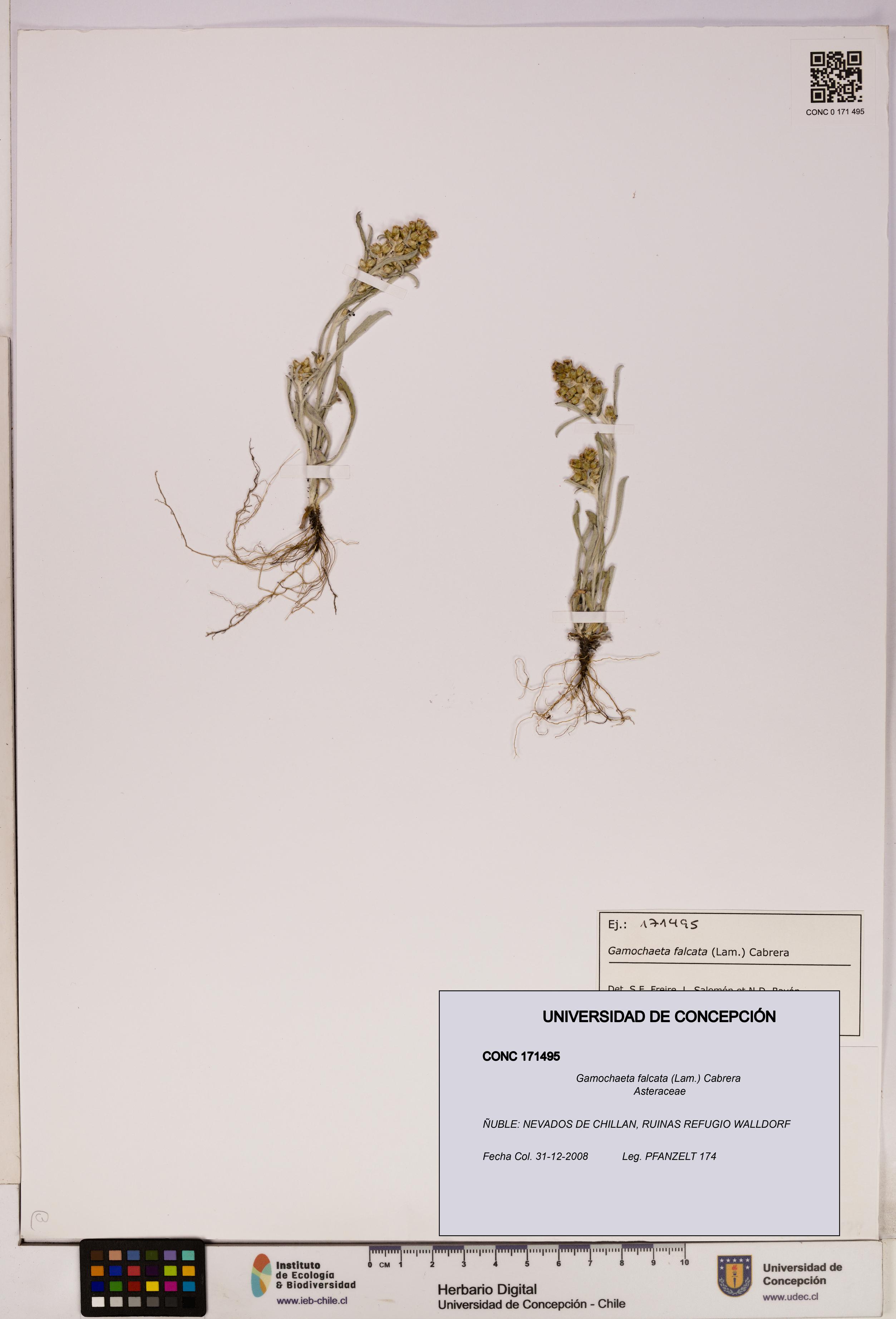 Gamochaeta falcata [Espécimen: UDEC:CONC:0171495]