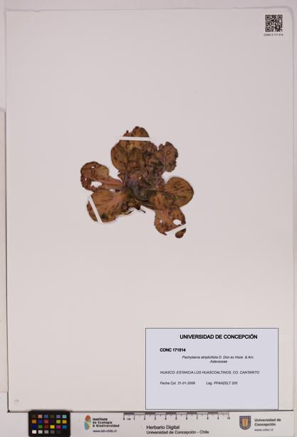 Pachylaena atriplicifolia [Espécimen: UDEC:CONC:0171514]