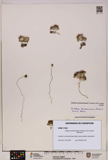 Oriastrum achenohirsutum [Espécimen: UDEC:CONC:0171515]