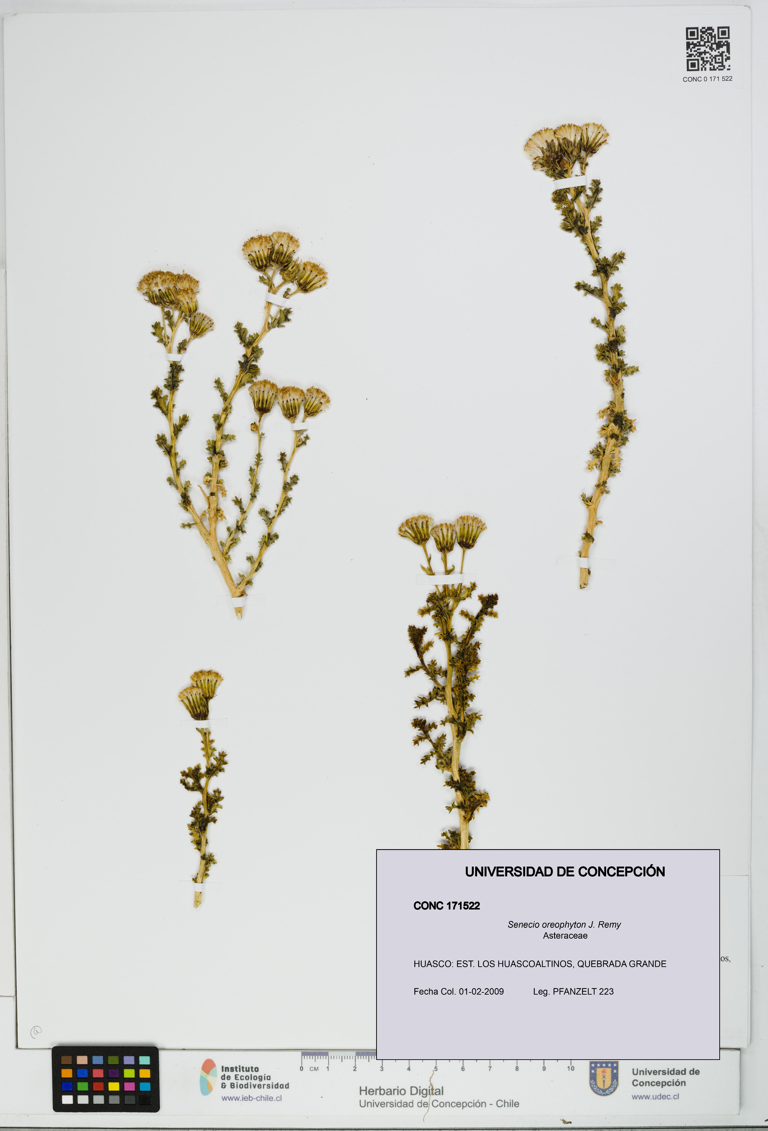 Senecio oreophyton [Espécimen: UDEC:CONC:0171522]