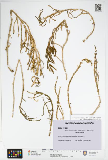 Sarcocornia neei [Espécimen: UDEC:CONC:0171525]