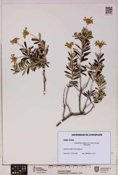 Chiliotrichum diffusum [Espécimen: UDEC:CONC:0171578]
