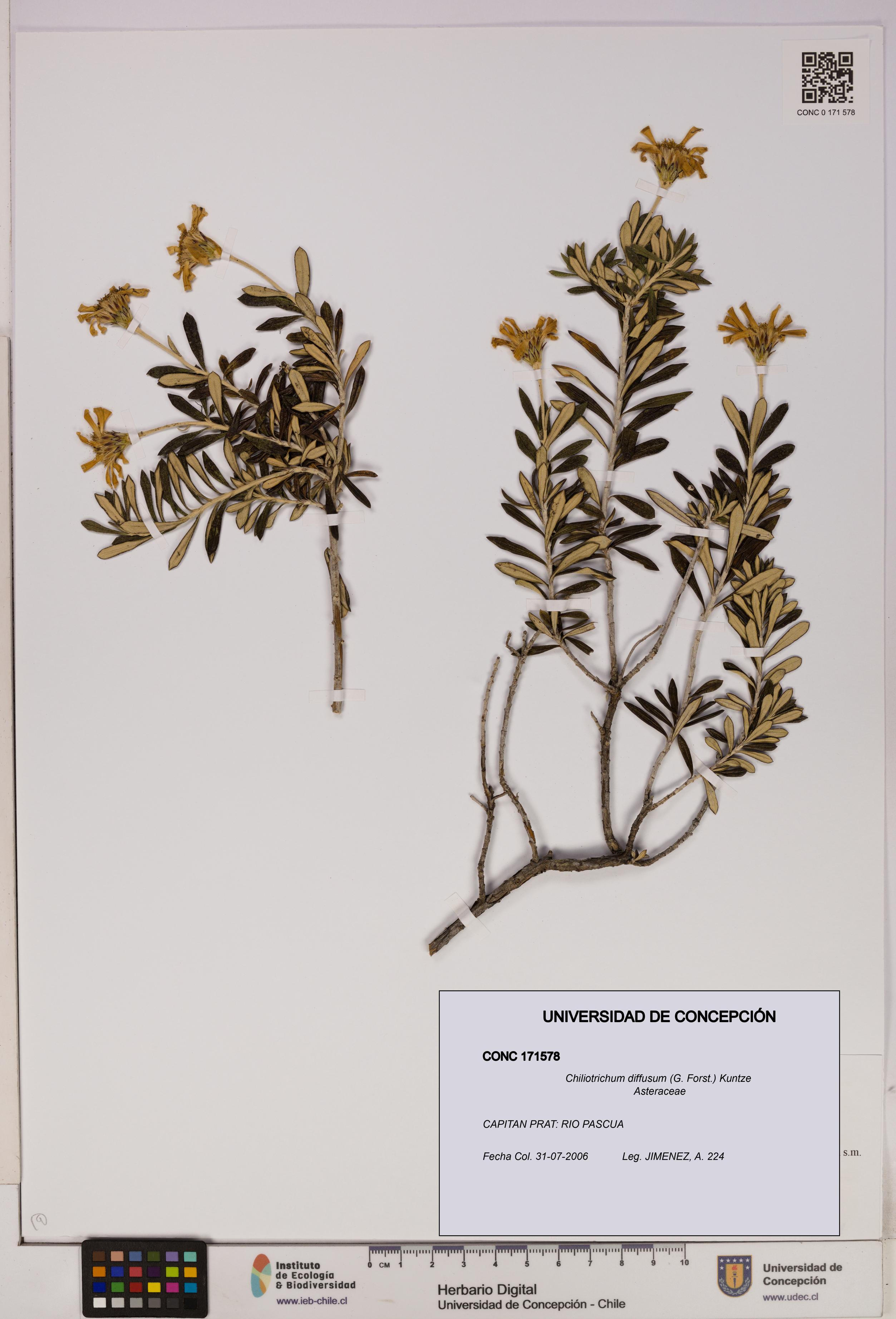 Chiliotrichum diffusum [Espécimen: UDEC:CONC:0171578]