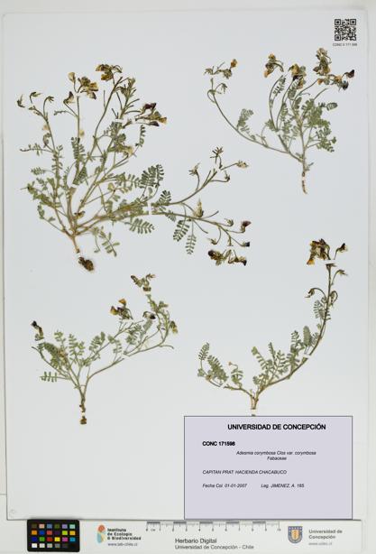 Adesmia corymbosa var. corymbosa [Espécimen: UDEC:CONC:0171598]