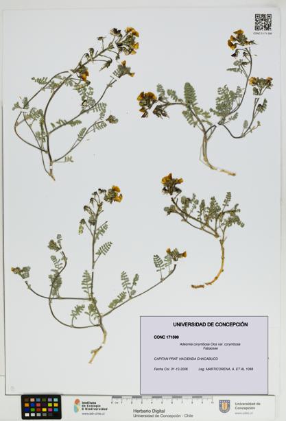 Adesmia corymbosa var. corymbosa [Espécimen: UDEC:CONC:0171599]