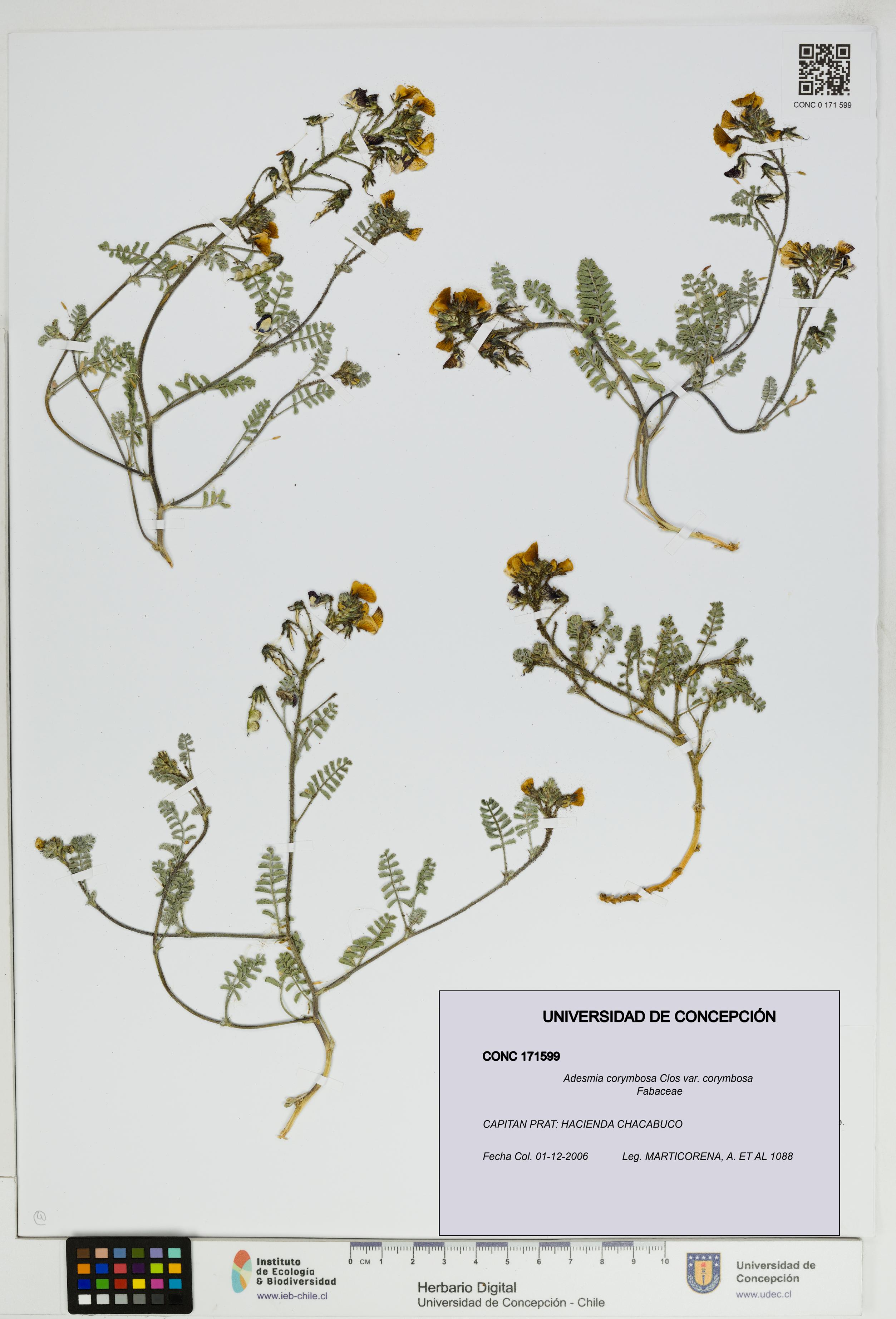 Adesmia corymbosa var. corymbosa [Espécimen: UDEC:CONC:0171599]