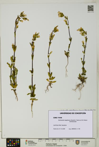 Gentianella magellanica [Espécimen: UDEC:CONC:0171618]