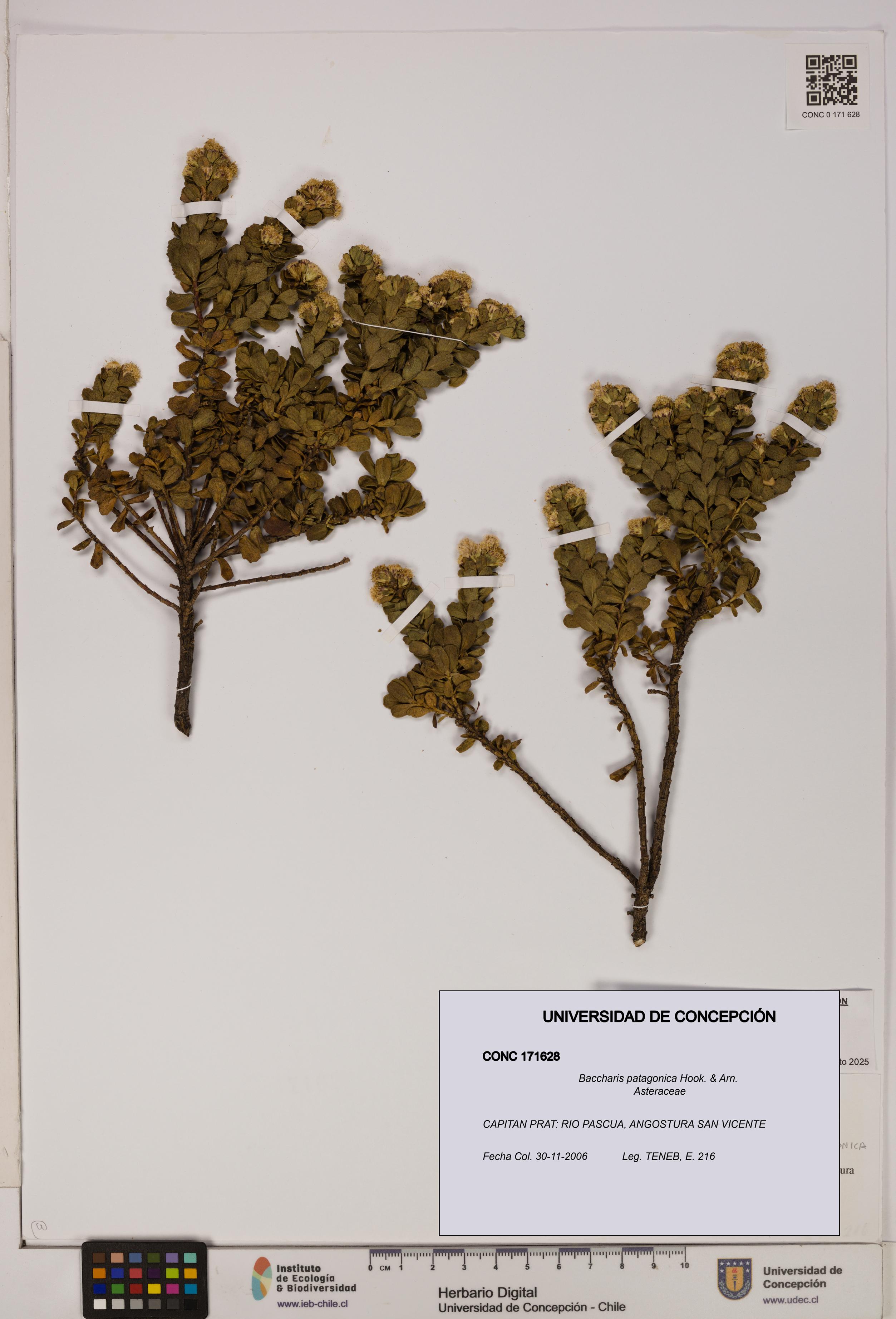 Baccharis patagonica [Espécimen: UDEC:CONC:0171628]