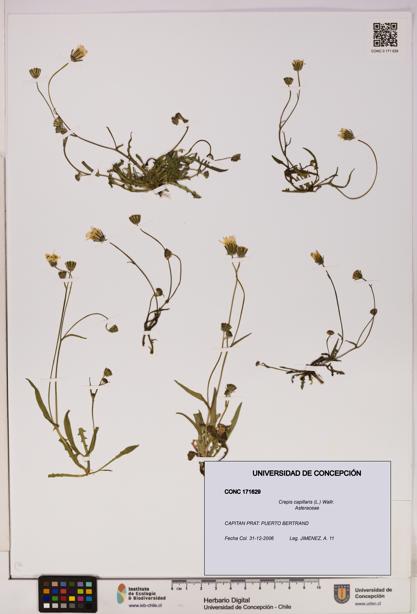 Crepis capillaris [Espécimen: UDEC:CONC:0171629]