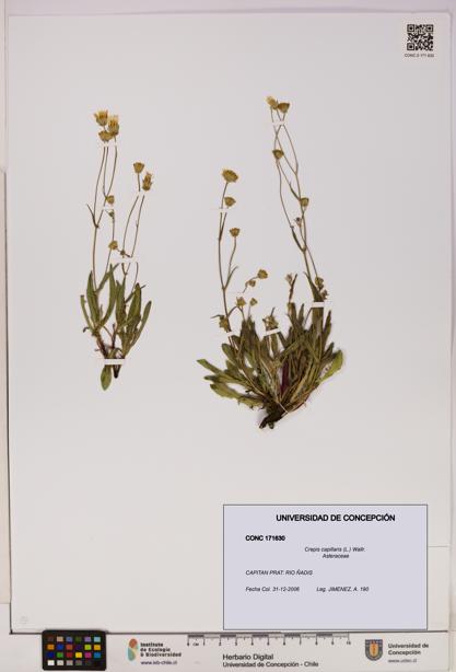 Crepis capillaris [Espécimen: UDEC:CONC:0171630]
