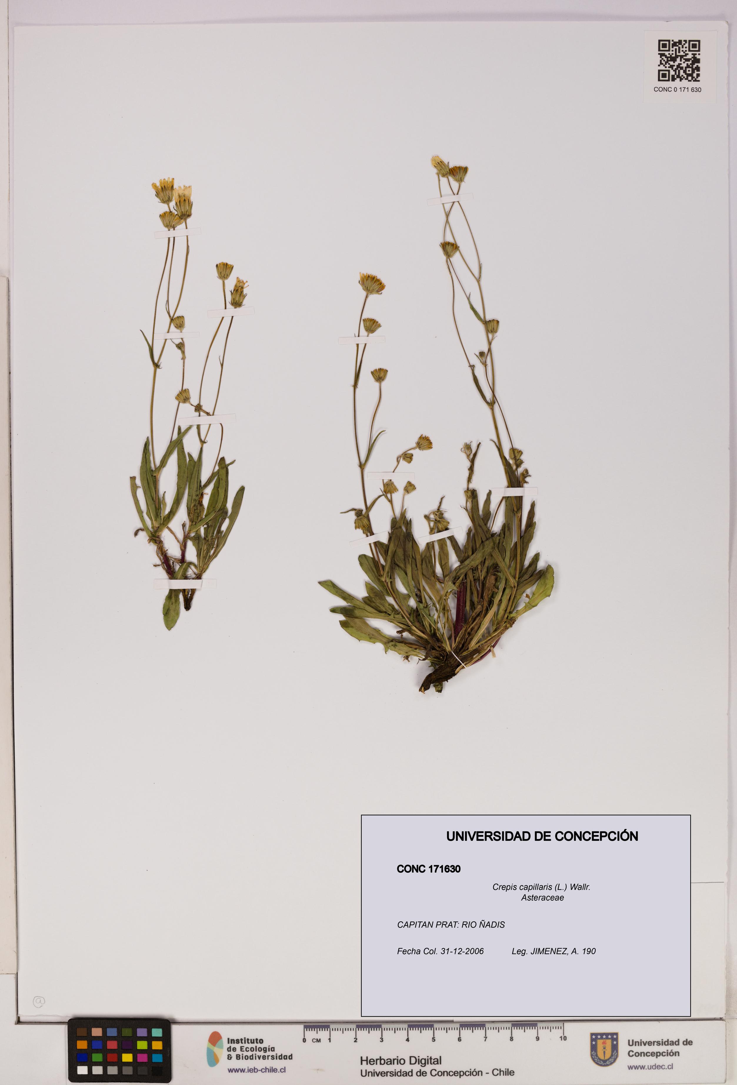 Crepis capillaris [Espécimen: UDEC:CONC:0171630]