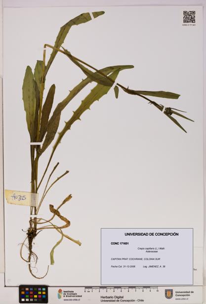 Crepis capillaris [Espécimen: UDEC:CONC:0171631]