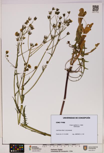 Crepis capillaris [Espécimen: UDEC:CONC:0171632]