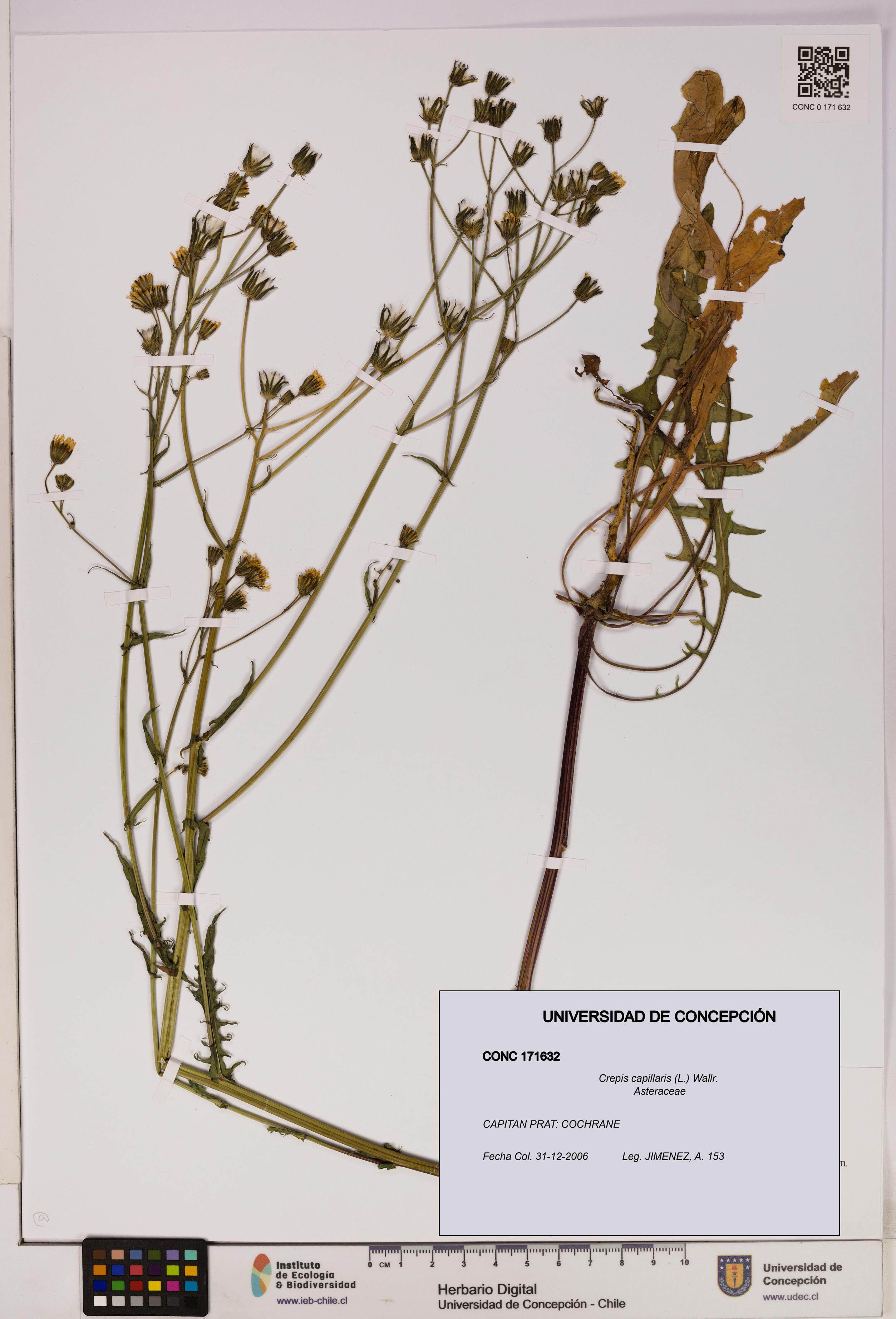 Crepis capillaris [Espécimen: UDEC:CONC:0171632]