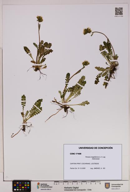 Perezia magellanica [Espécimen: UDEC:CONC:0171635]