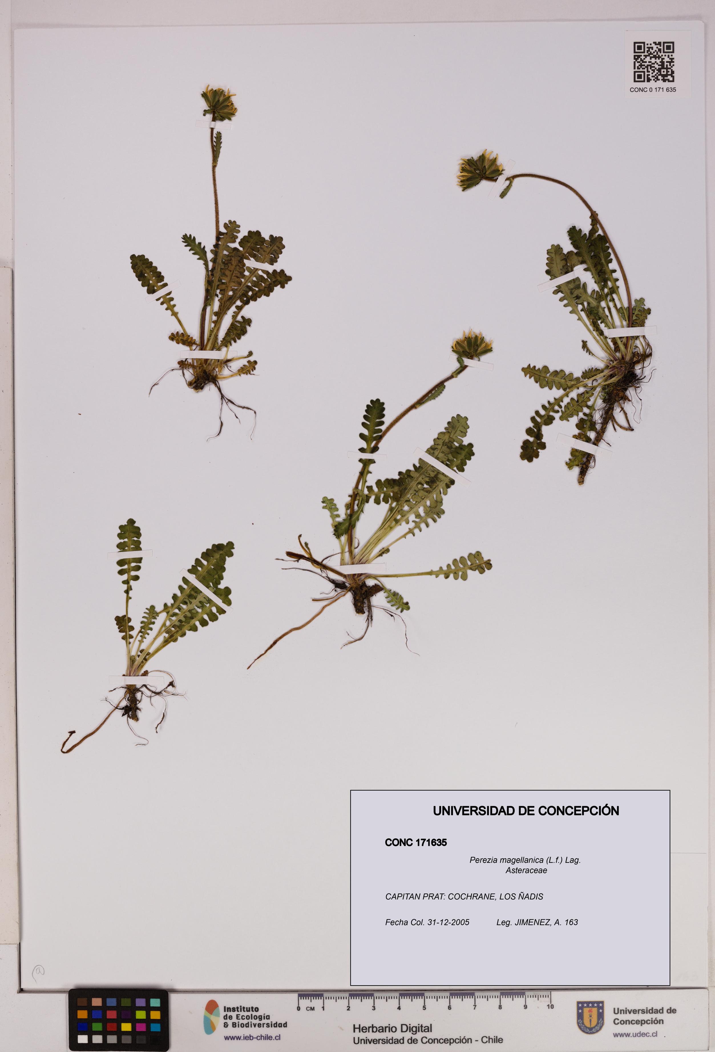Perezia magellanica [Espécimen: UDEC:CONC:0171635]