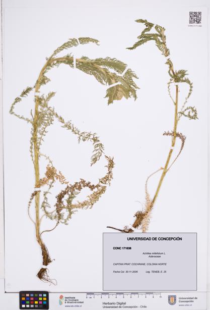 Achillea millefolium [Espécimen: ]