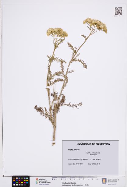 Achillea millefolium [Espécimen: ]