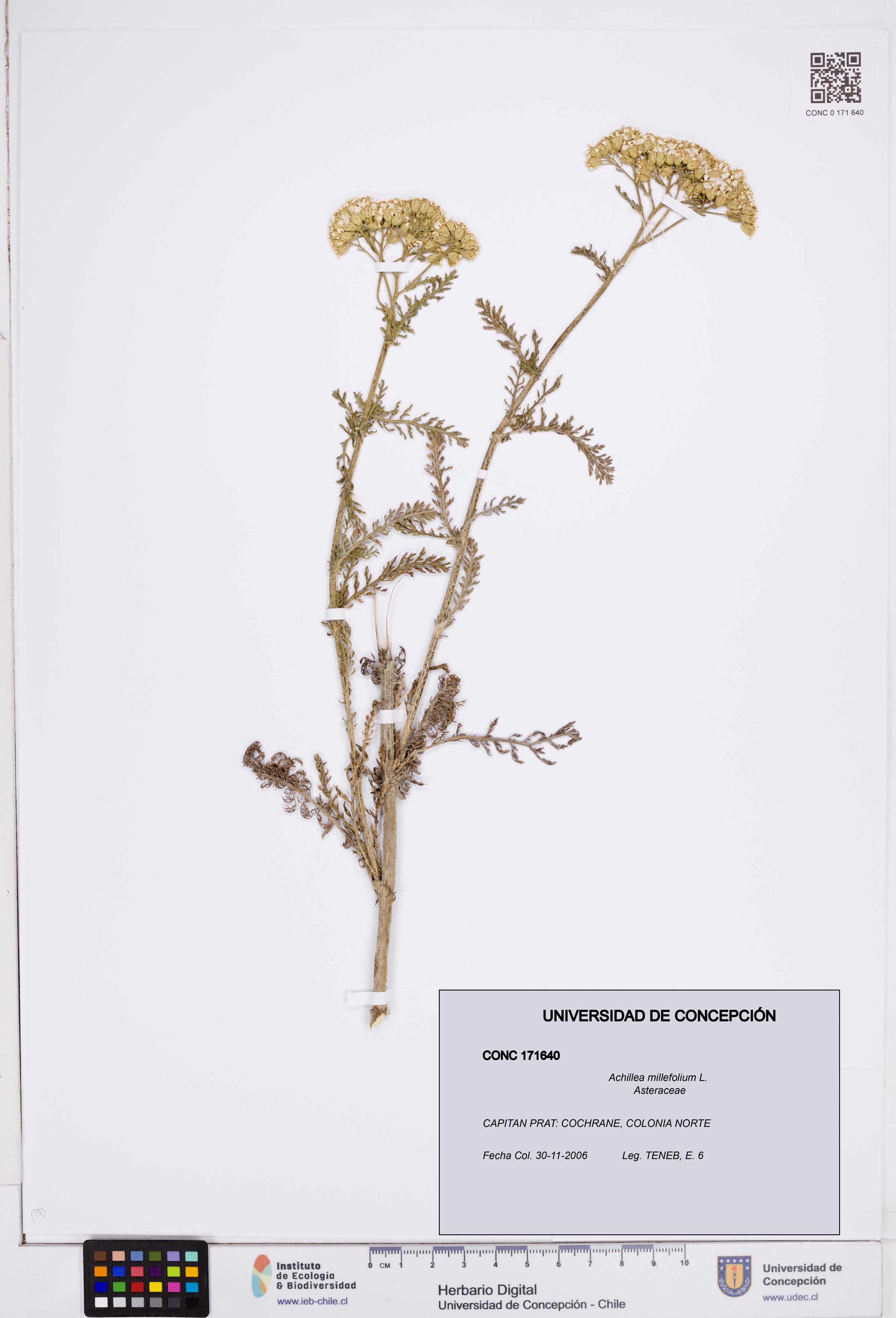 Achillea millefolium [Espécimen: ]
