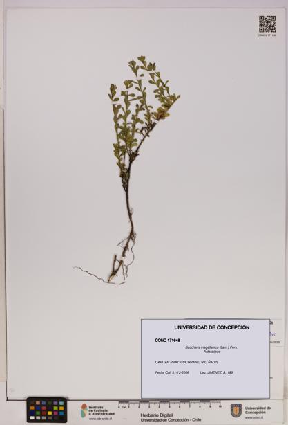 Baccharis magellanica [Espécimen: UDEC:CONC:0171648]