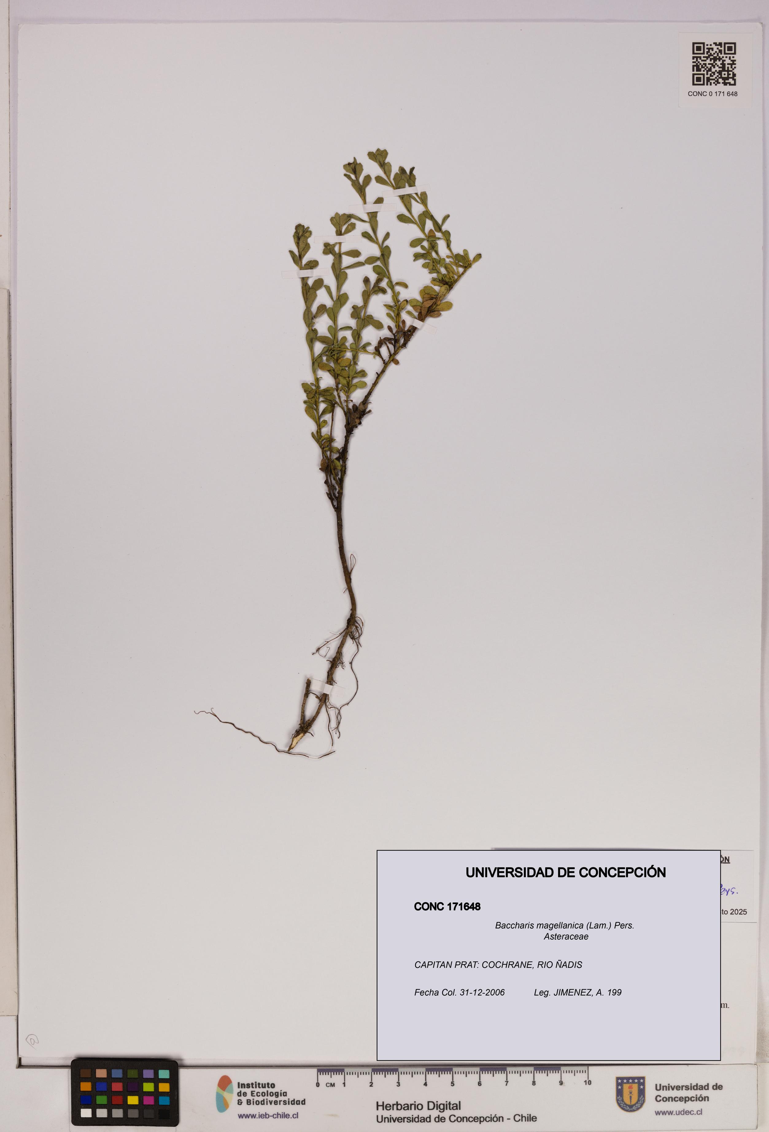 Baccharis magellanica [Espécimen: UDEC:CONC:0171648]