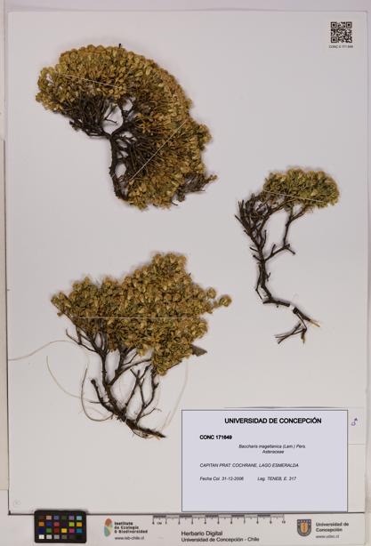Baccharis magellanica [Espécimen: UDEC:CONC:0171649]