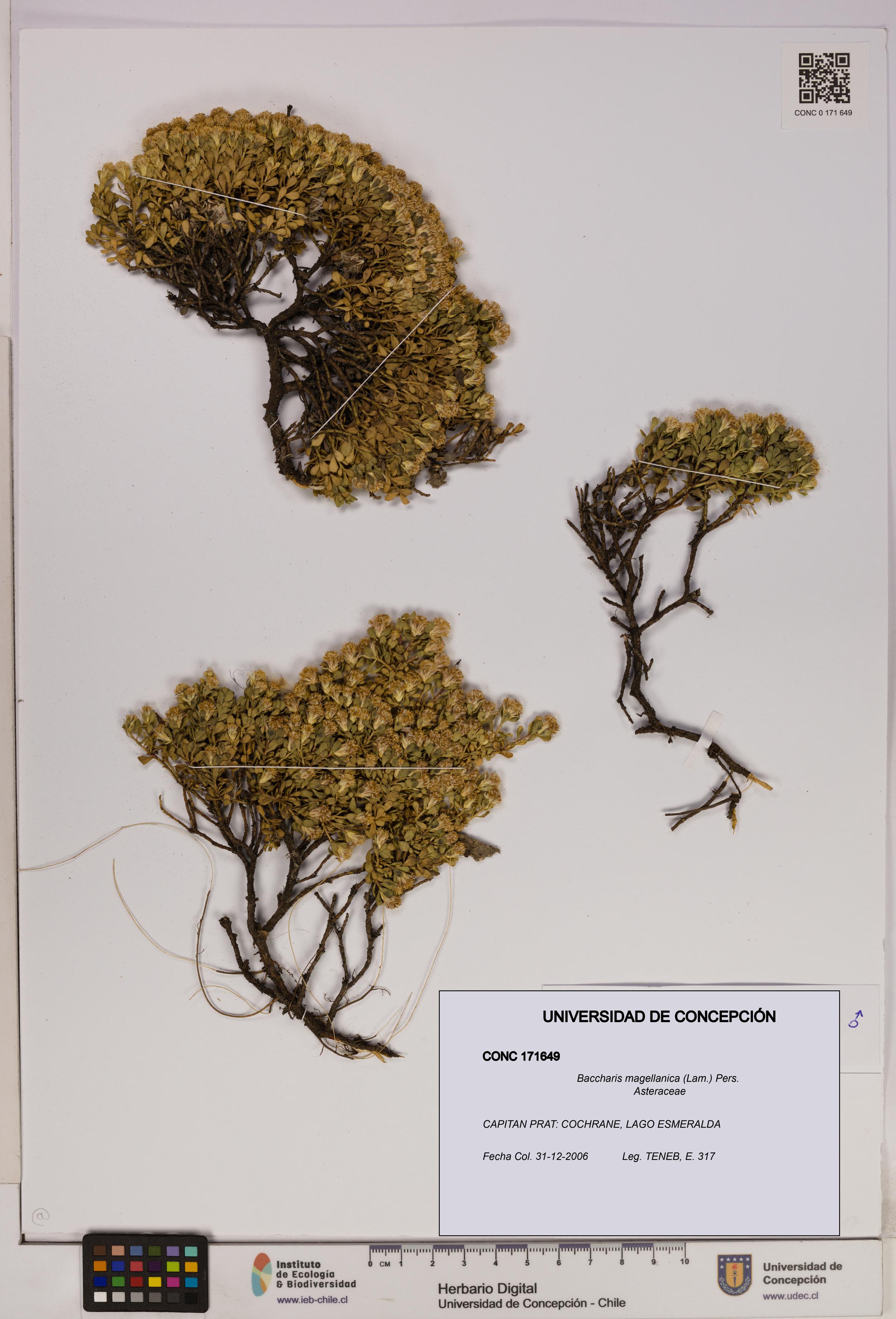 Baccharis magellanica [Espécimen: UDEC:CONC:0171649]