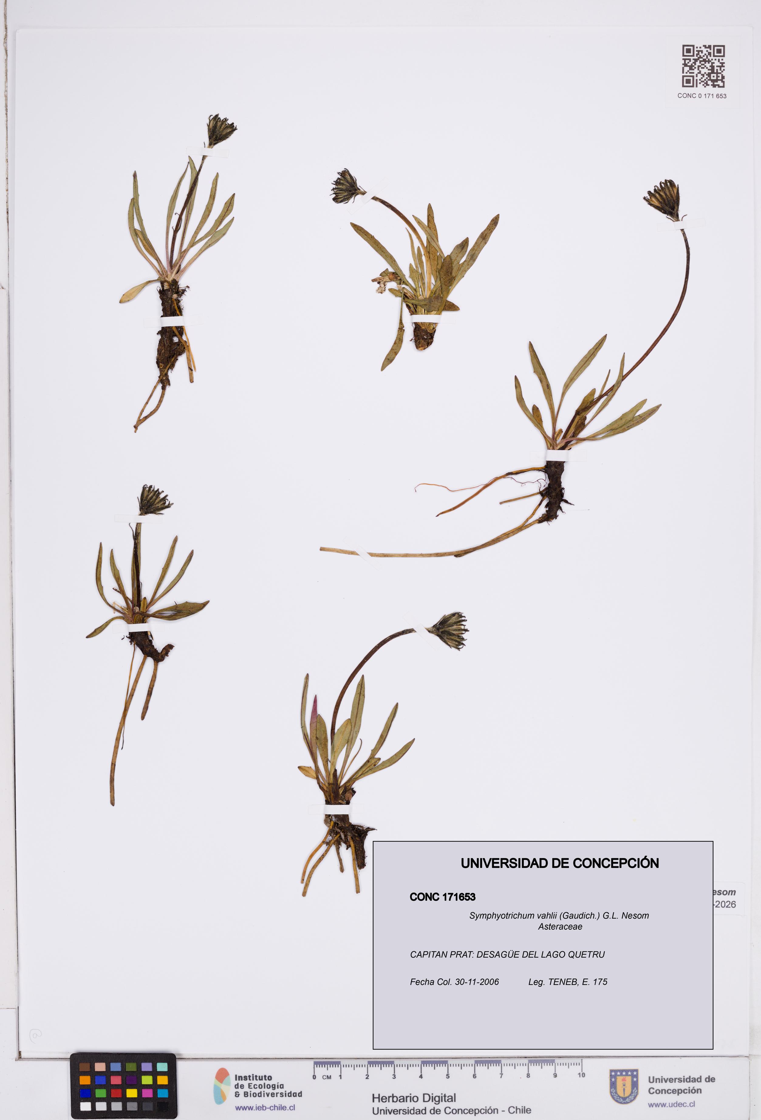 Symphyotrichum vahlii [Espécimen: ]