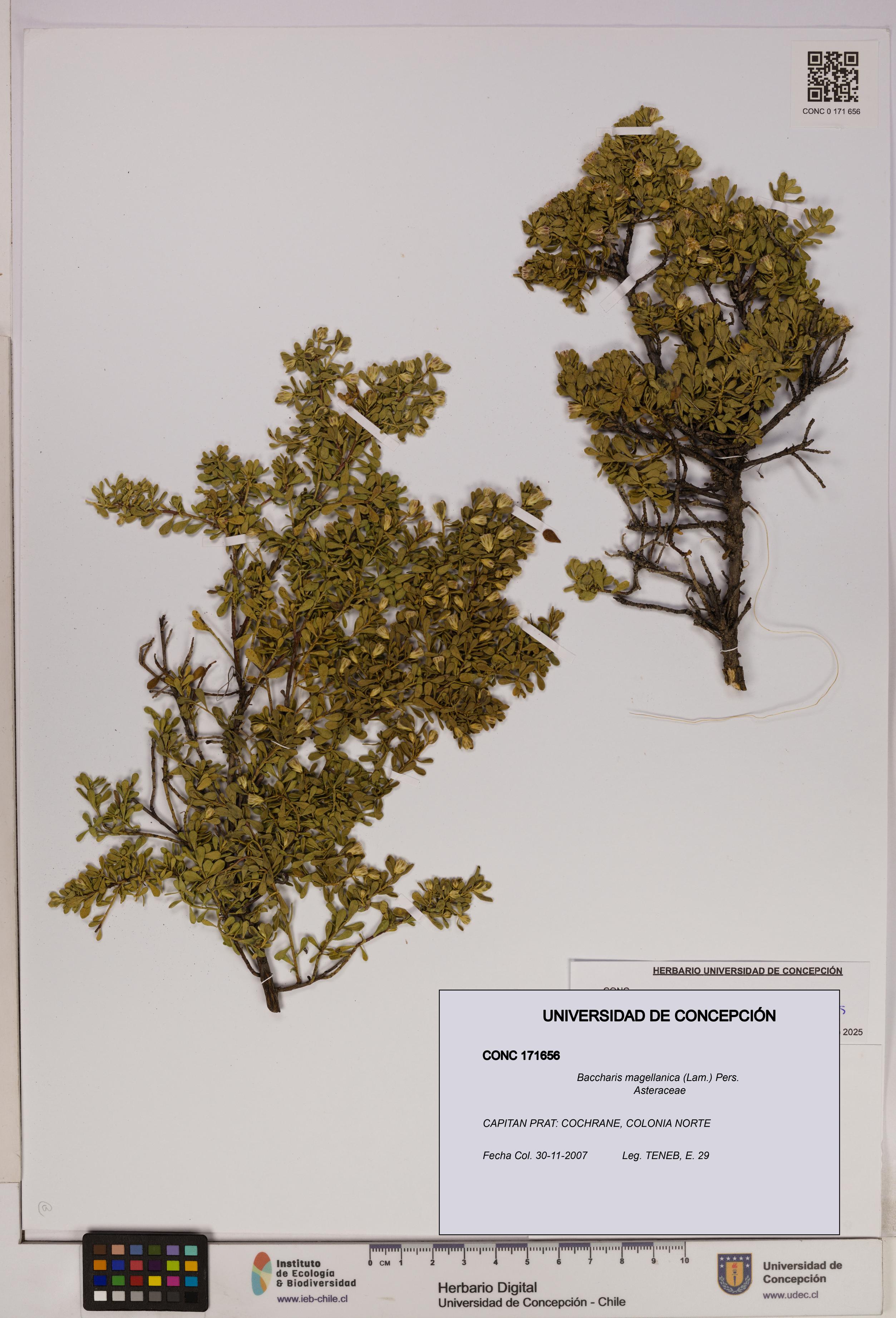 Baccharis magellanica [Espécimen: UDEC:CONC:0171656]