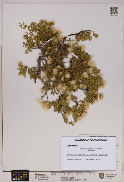 Baccharis magellanica [Espécimen: UDEC:CONC:0171657]