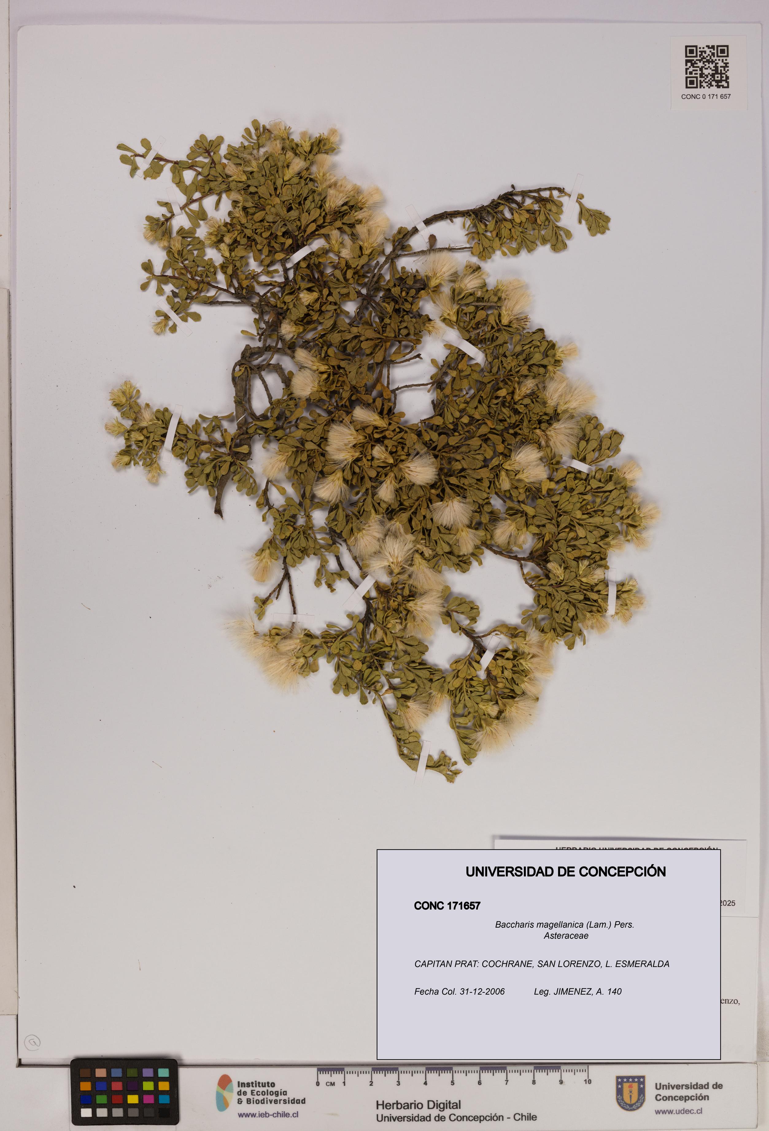 Baccharis magellanica [Espécimen: UDEC:CONC:0171657]