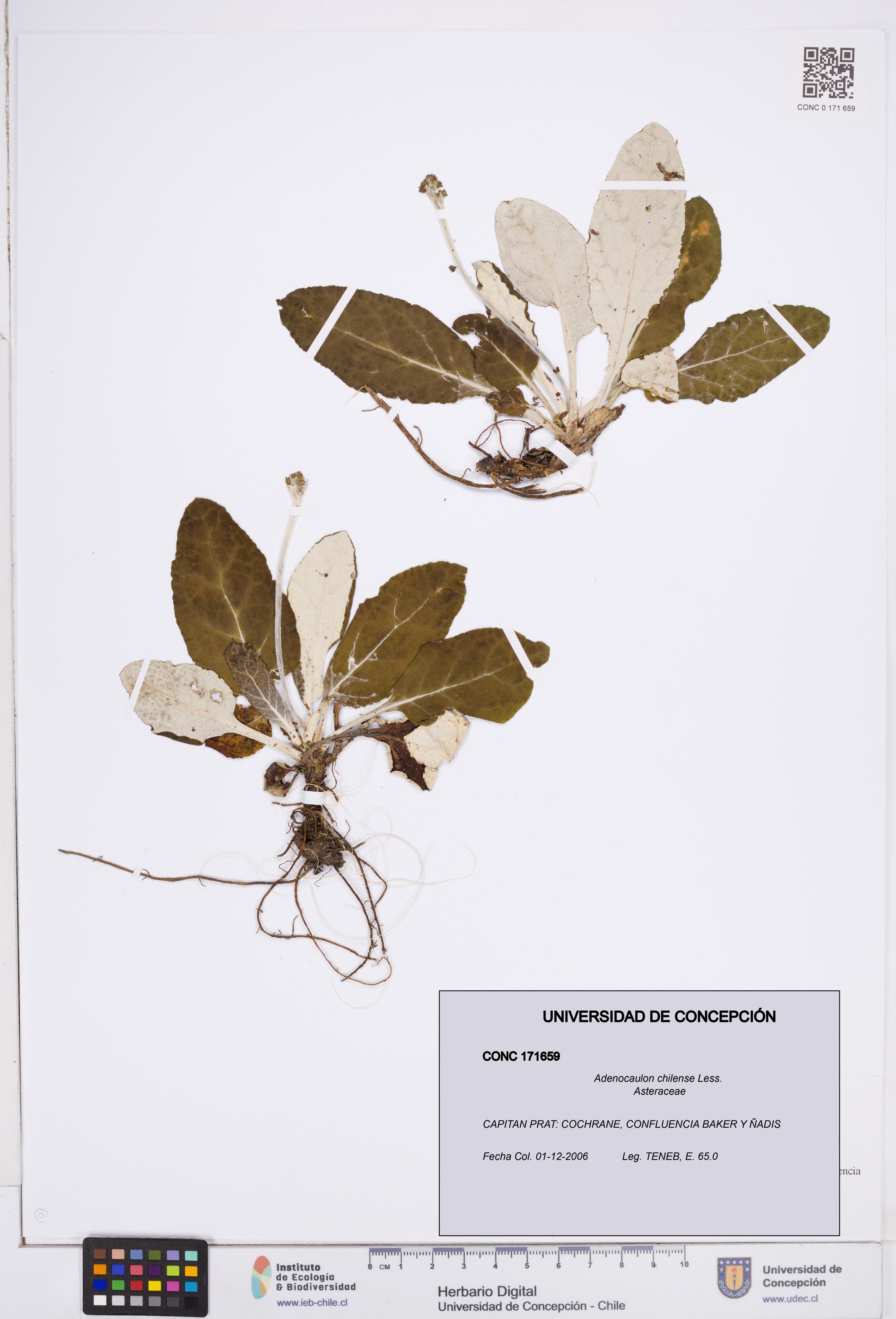 Adenocaulon chilense [Espécimen: ]