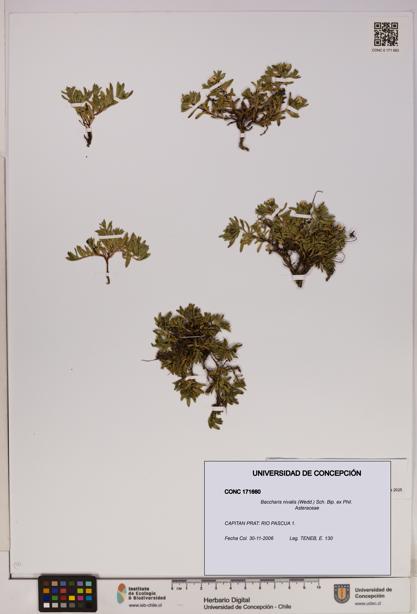 Baccharis nivalis [Espécimen: UDEC:CONC:0171660]