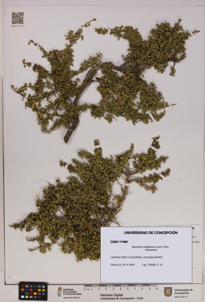 Baccharis magellanica [Espécimen: UDEC:CONC:0171661]