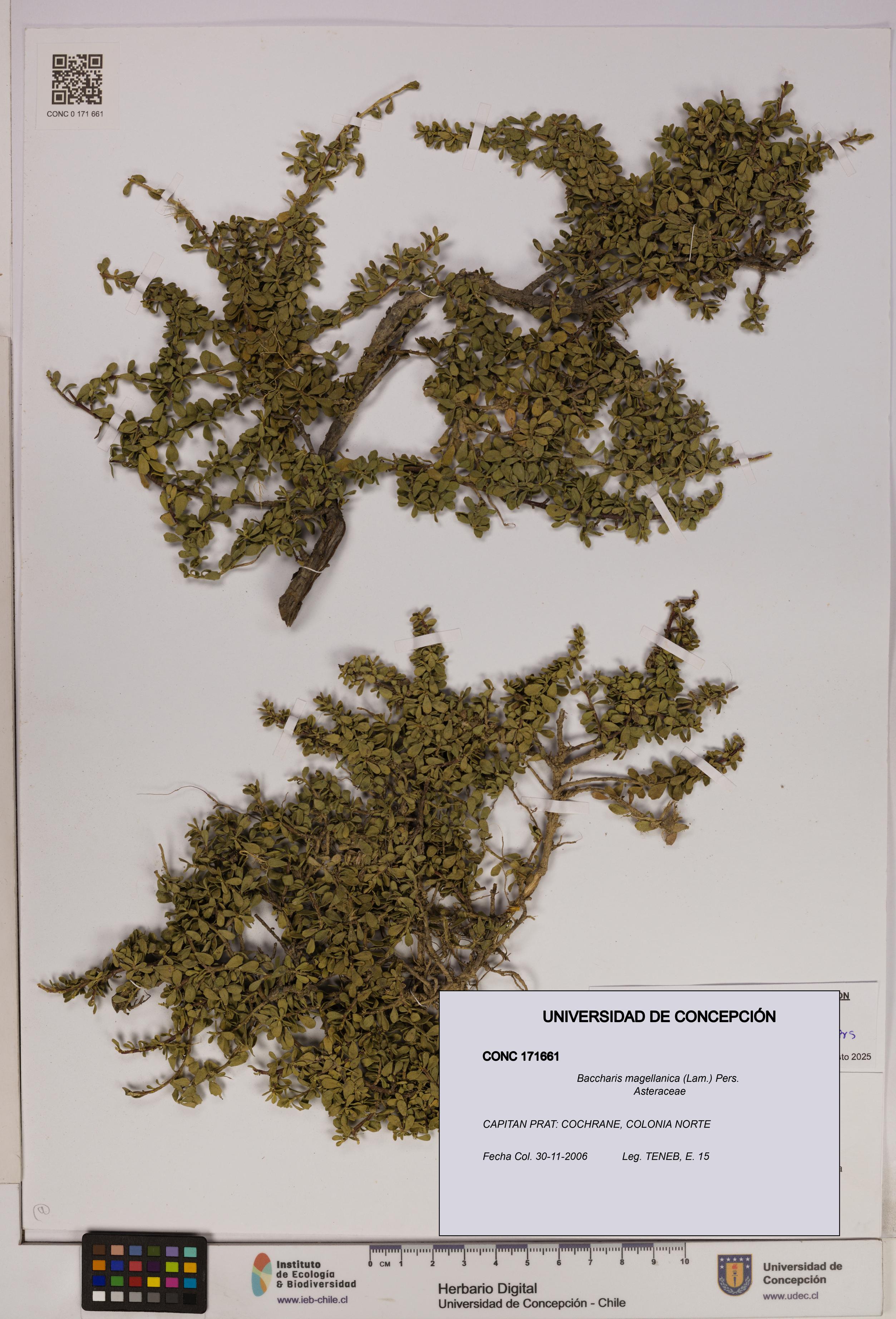 Baccharis magellanica [Espécimen: UDEC:CONC:0171661]