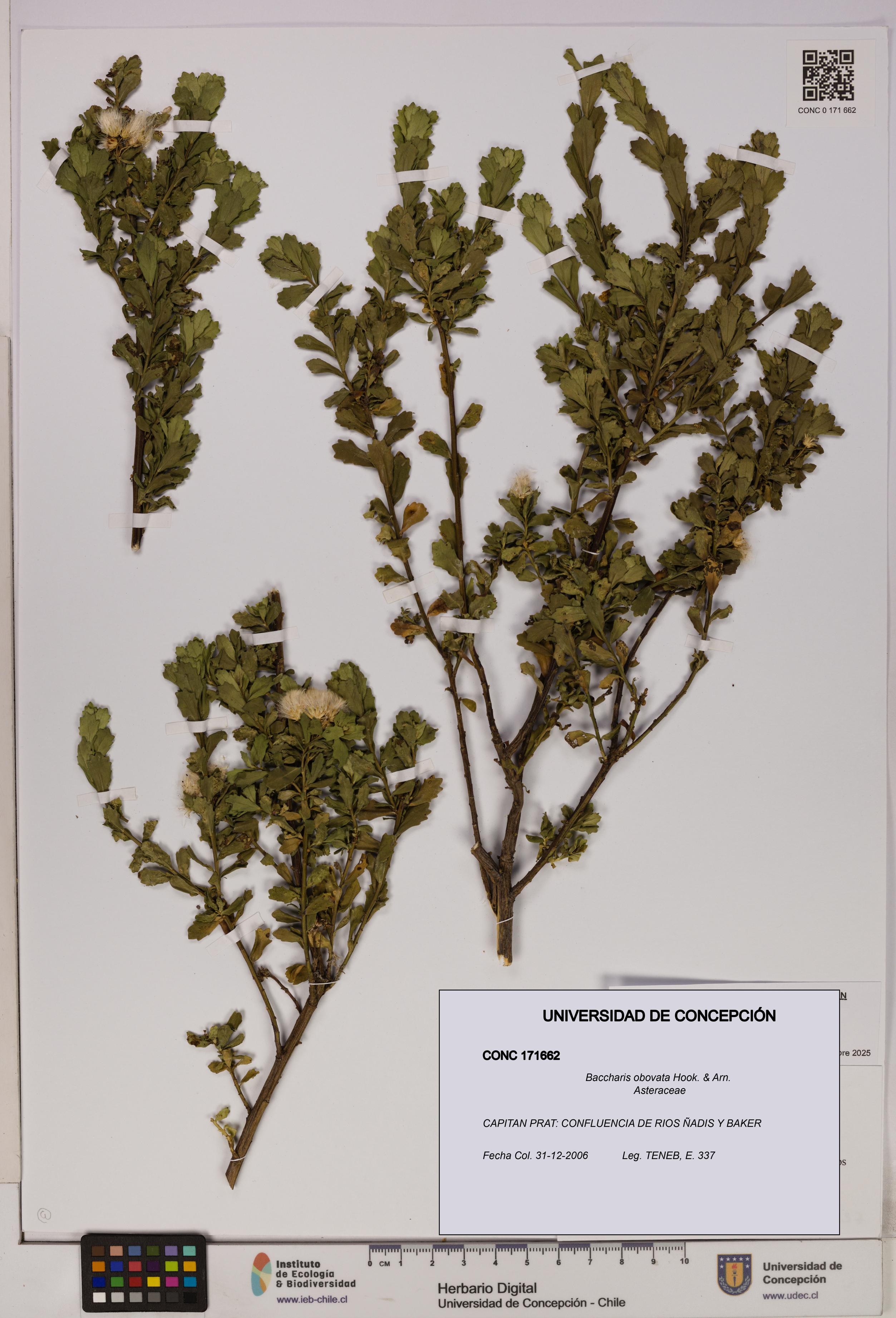 Baccharis obovata [Espécimen: UDEC:CONC:0171662]