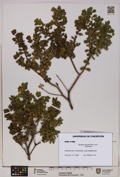 Baccharis obovata [Espécimen: UDEC:CONC:0171663]