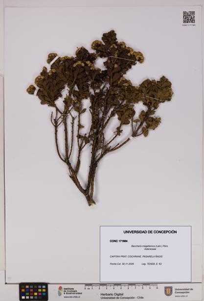 Baccharis magellanica [Espécimen: UDEC:CONC:0171664]