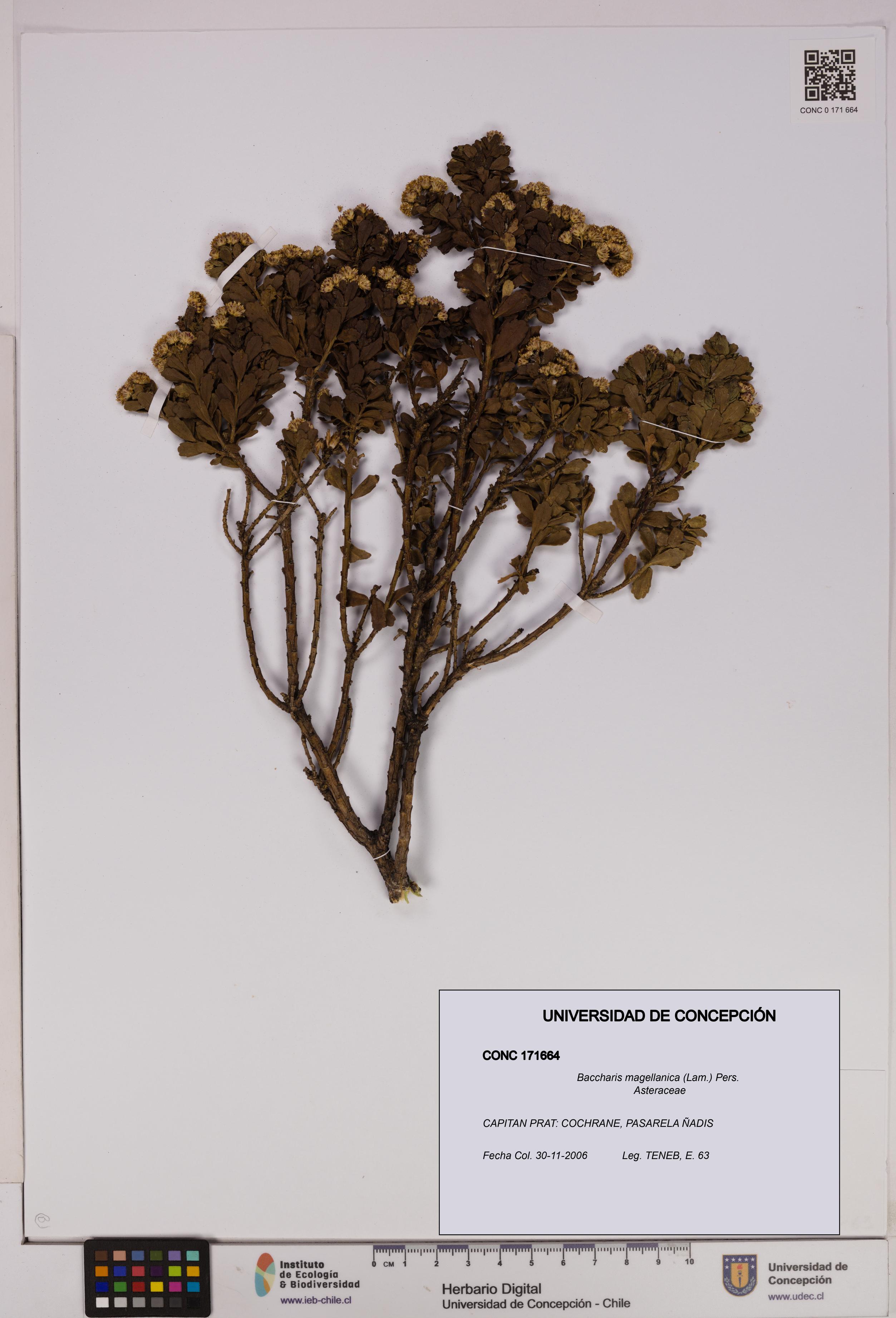 Baccharis magellanica [Espécimen: UDEC:CONC:0171664]