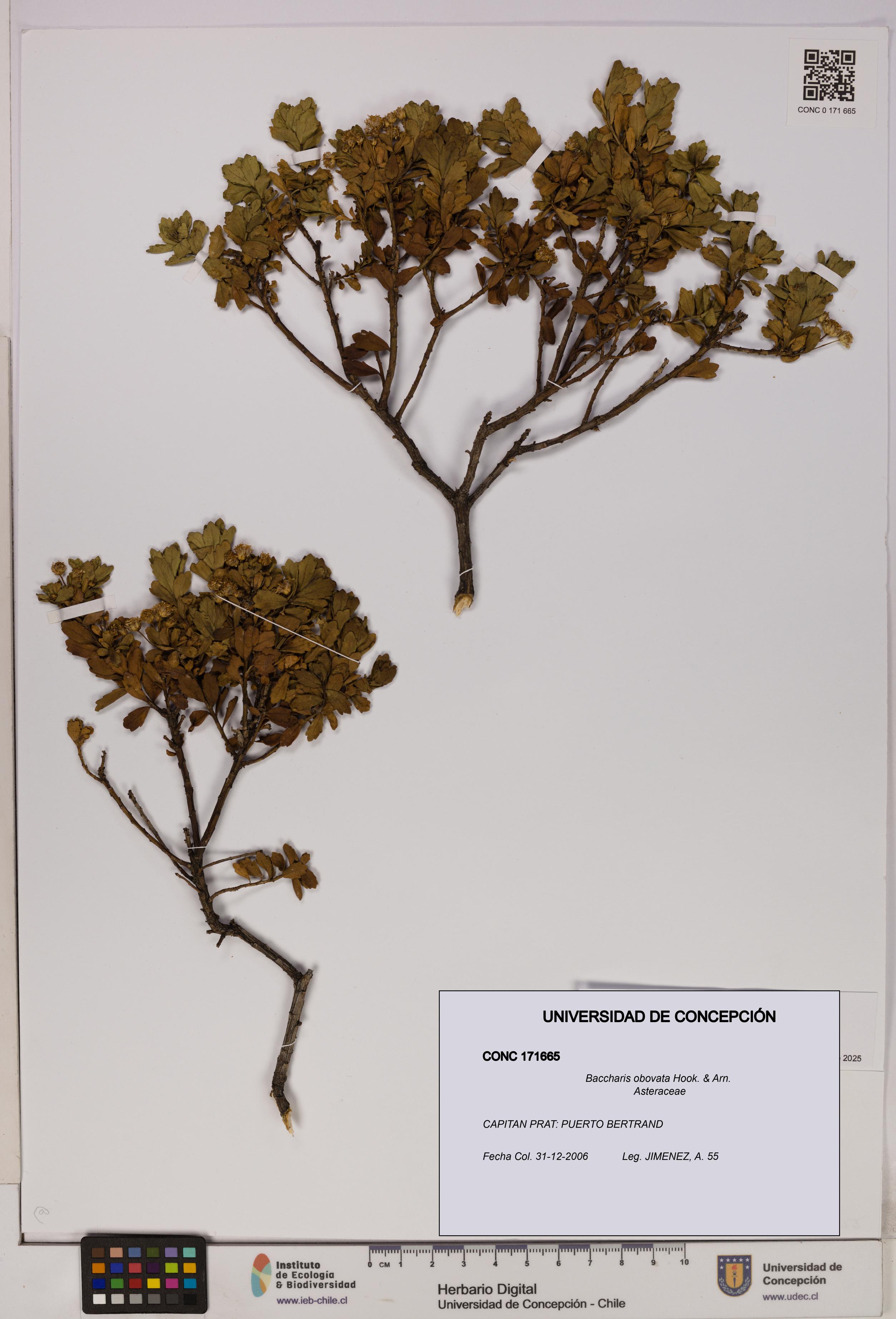 Baccharis obovata [Espécimen: UDEC:CONC:0171665]