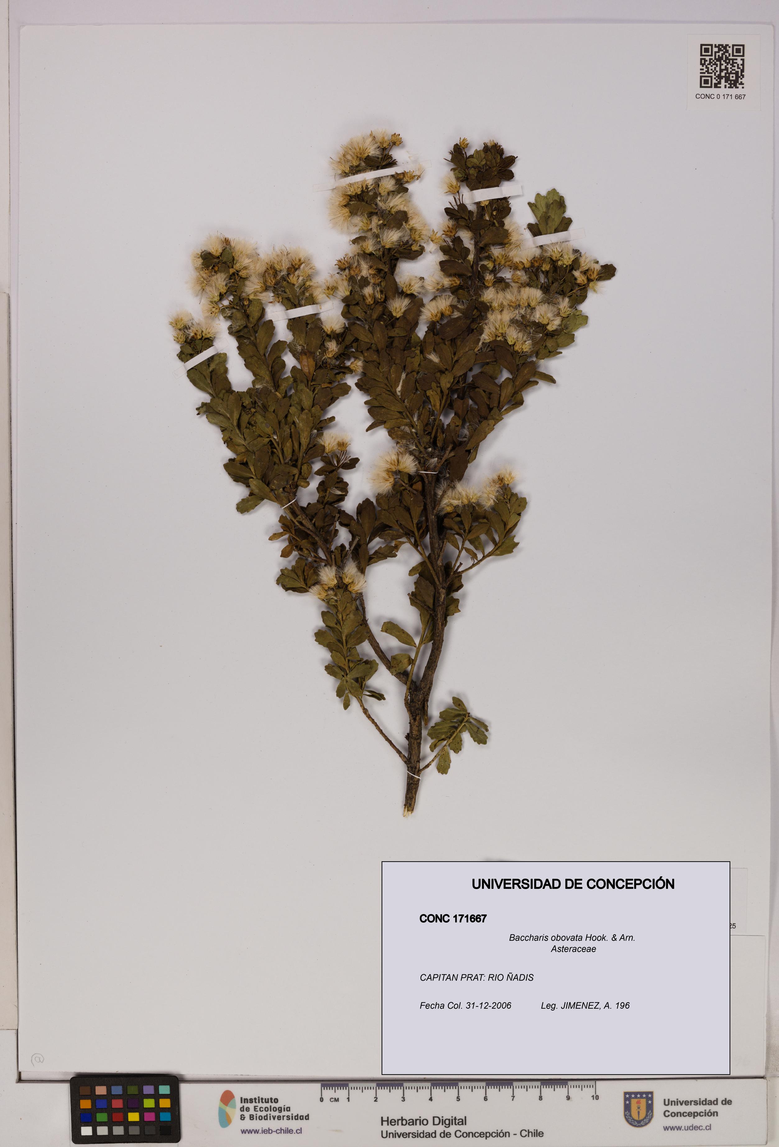 Baccharis obovata [Espécimen: UDEC:CONC:0171667]