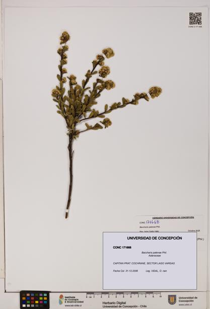 Baccharis patagonica [Espécimen: UDEC:CONC:0171668]