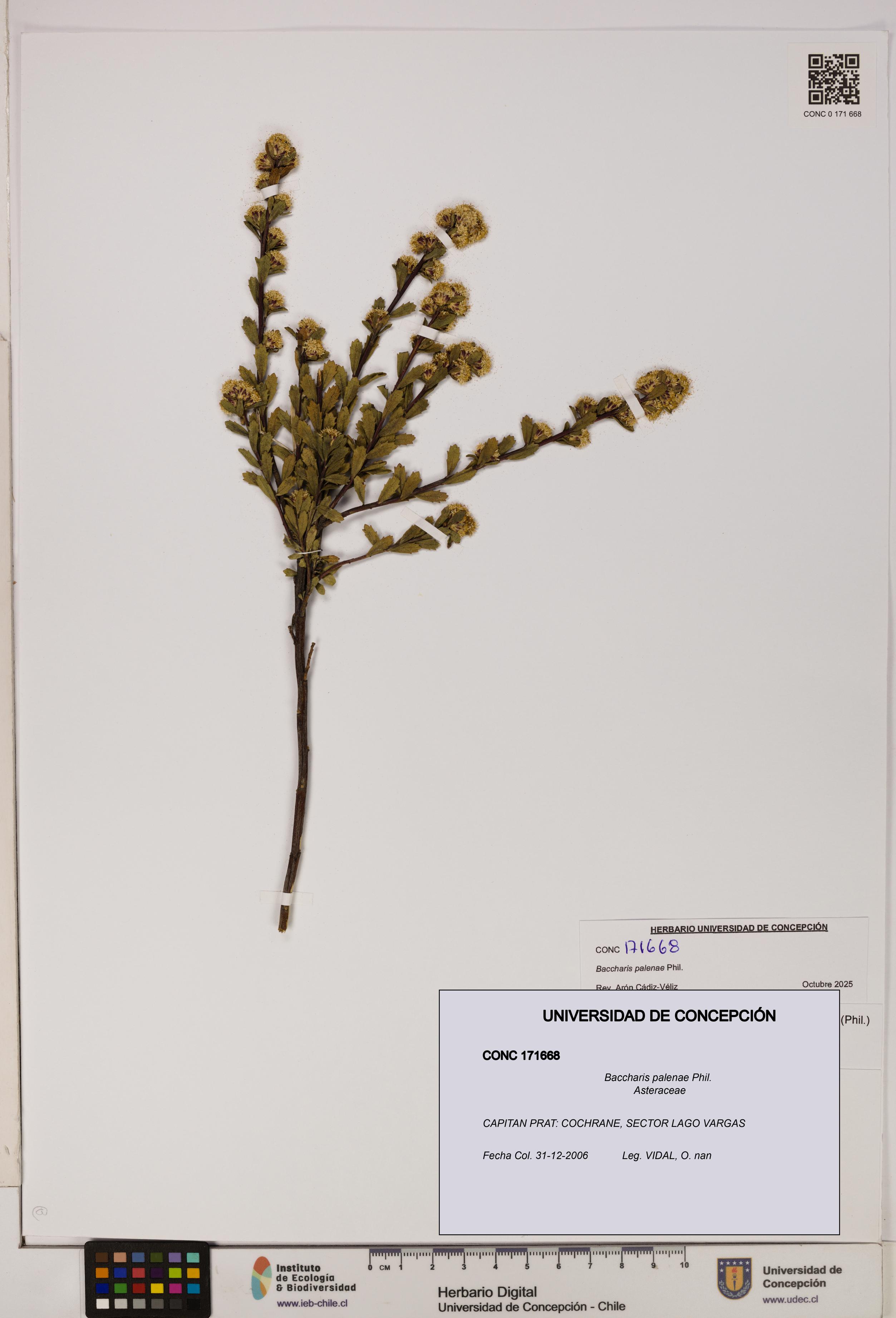 Baccharis patagonica [Espécimen: UDEC:CONC:0171668]