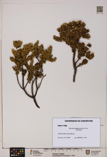 Baccharis patagonica [Espécimen: UDEC:CONC:0171669]