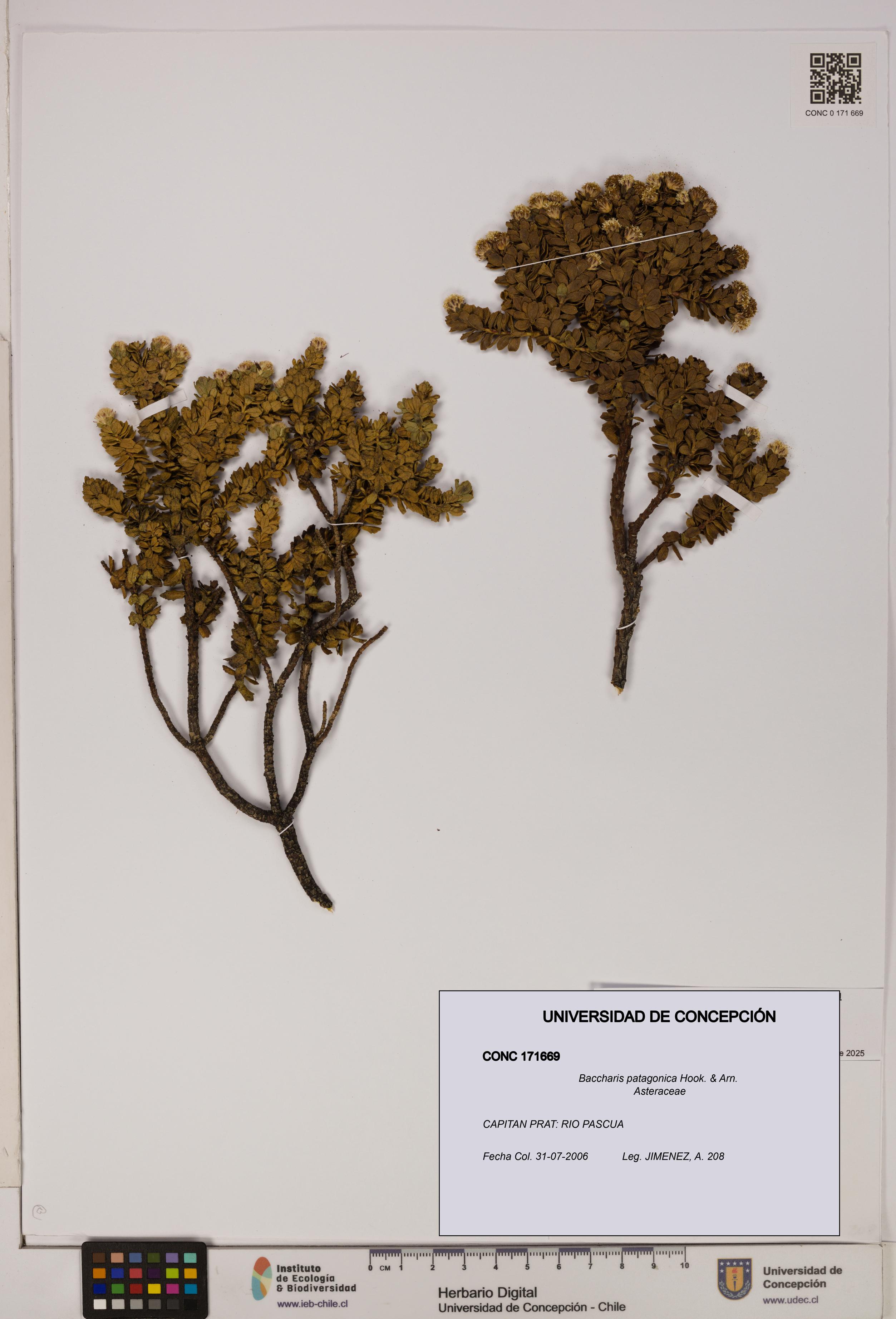 Baccharis patagonica [Espécimen: UDEC:CONC:0171669]