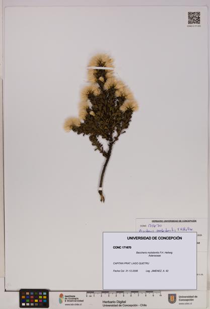 Baccharis mylodontis [Espécimen: UDEC:CONC:0171670]