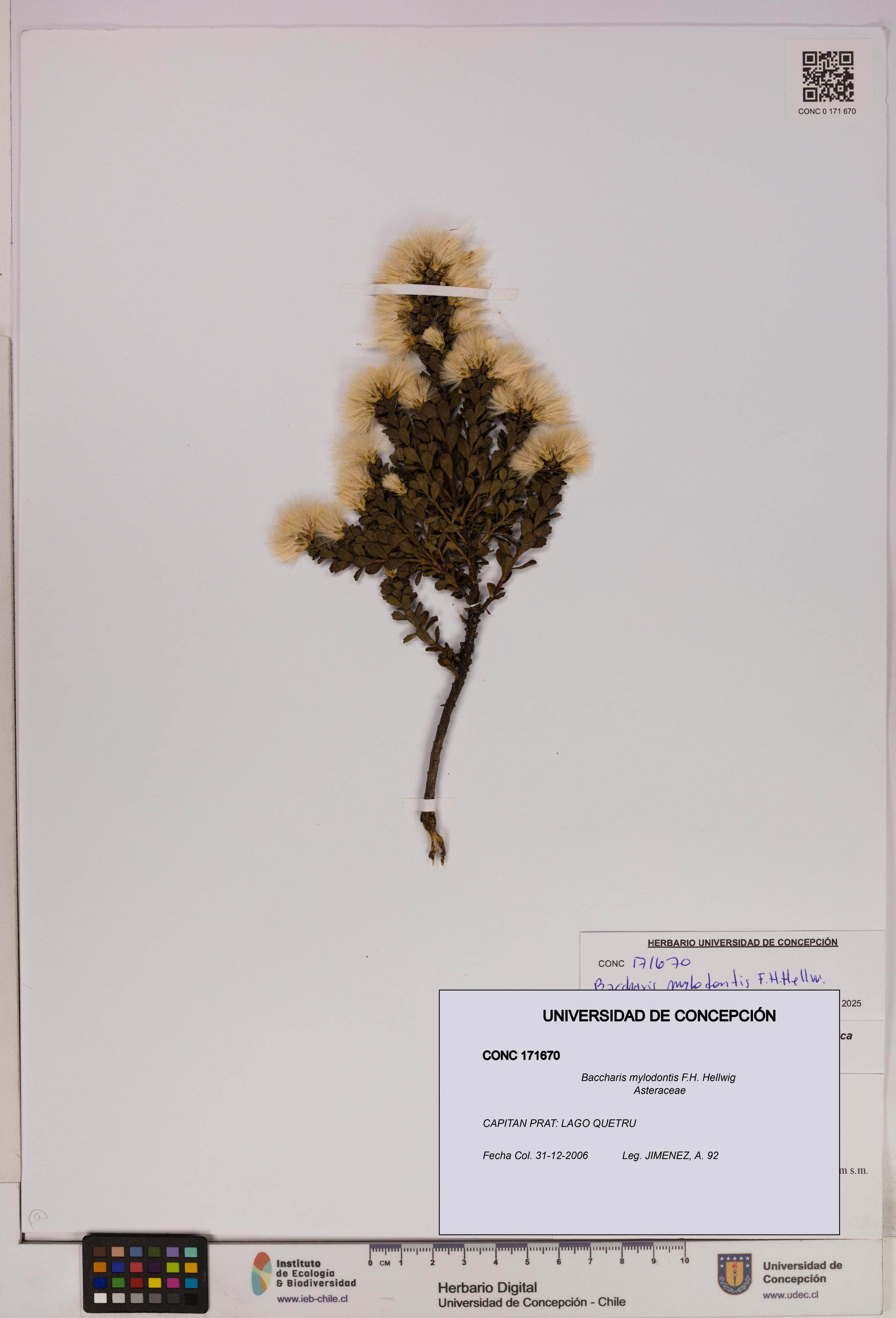Baccharis mylodontis [Espécimen: UDEC:CONC:0171670]