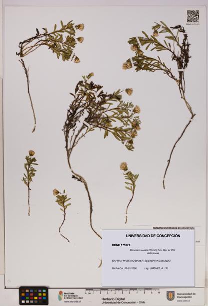 Baccharis nivalis [Espécimen: UDEC:CONC:0171671]